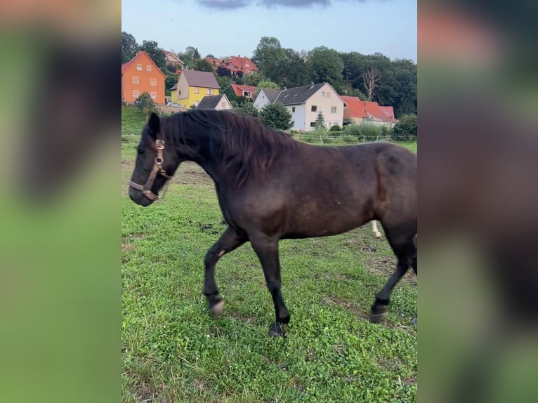 Poney de selle allemand Croisé Jument 9 Ans 155 cm Bai brun in Bad Grund