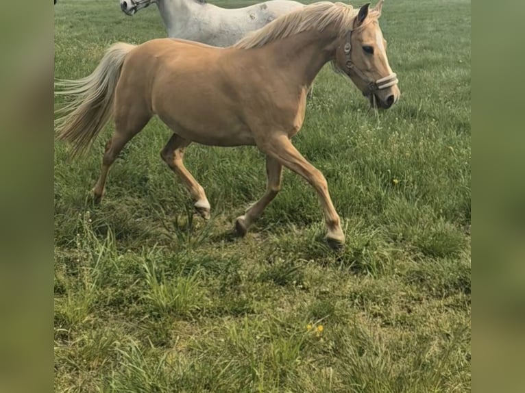 Poney de selle allemand Jument 9 Ans Palomino in Werne