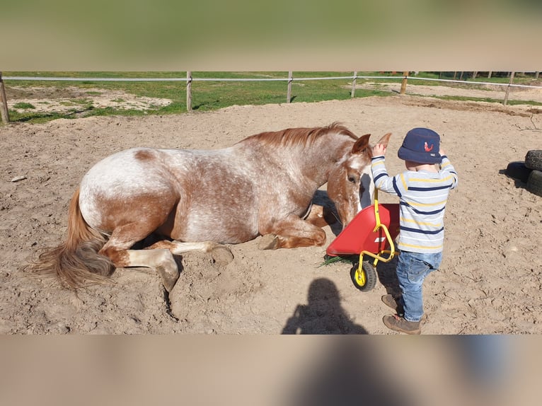 Poney de selle allemand Croisé Jument 9 Ans Rouan Rouge in Dickel