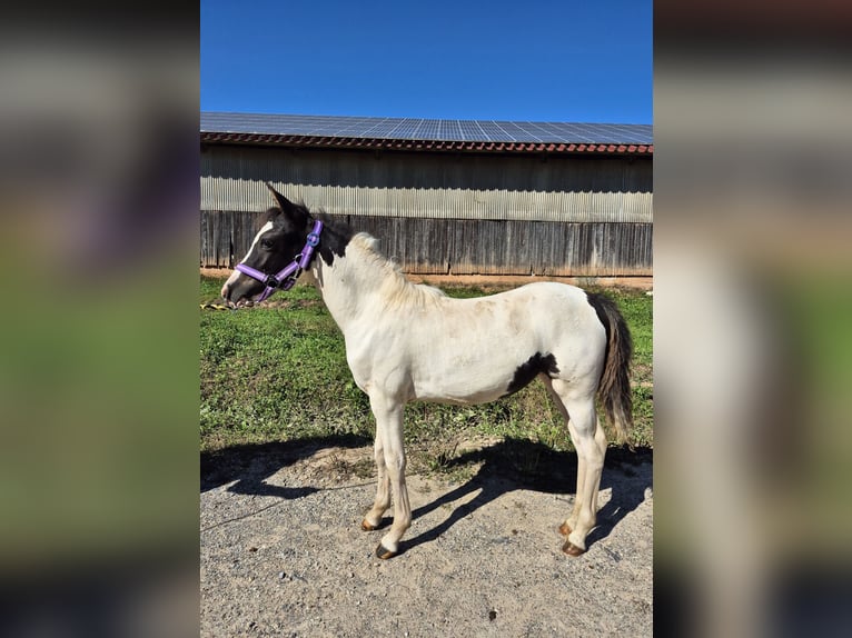 Poney de selle allemand Croisé Jument Poulain (04/2025) 140 cm Pinto in Steinen