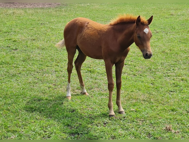 Poney de selle allemand Jument Poulain (03/2025) 145 cm Alezan brûlé in Emstek/Halen