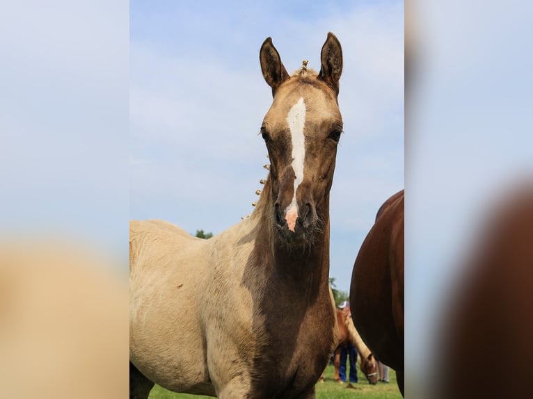 Poney de selle allemand Jument Poulain (04/2026) 145 cm Palomino in Leubsdorf