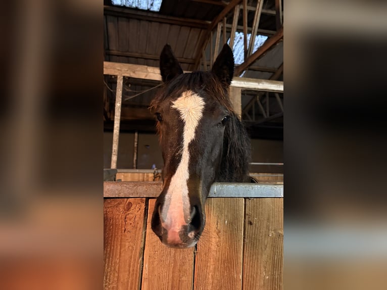 Poney de selle allemand Jument Poulain (01/2025) 146 cm Bai brun in Westerstede