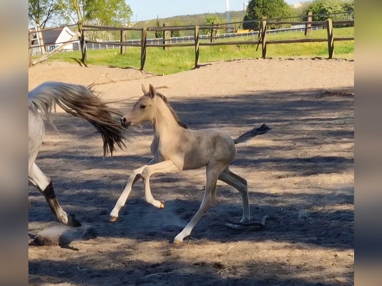 Poney de selle allemand Jument Poulain (04/2026) 146 cm Gris (bai-dun) in Bramsche
