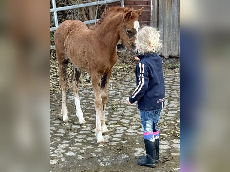 Poney de selle allemand Jument Poulain (02/2026) 147 cm Alezan brûlé in Emmerthal