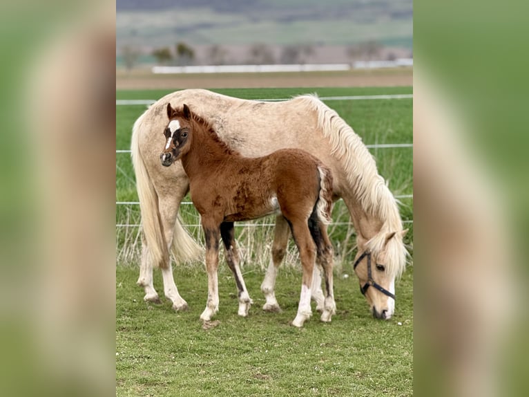 Poney de selle allemand Jument Poulain (02/2026) 147 cm Alezan brûlé in Emmerthal