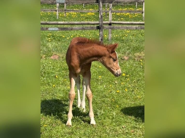 Poney de selle allemand Jument Poulain (04/2026) 147 cm Alezan in Wehretal