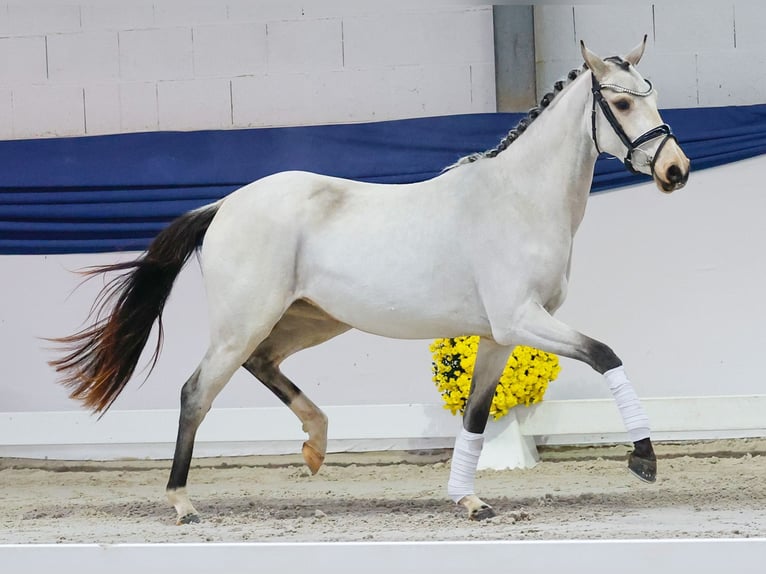 Poney de selle allemand Jument Poulain (04/2025) 147 cm Isabelle in Marsberg