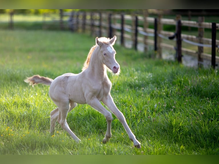 Poney de selle allemand Jument  147 cm Perlino in Pelt