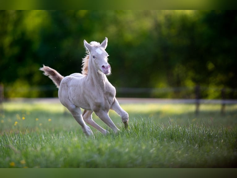 Poney de selle allemand Jument  147 cm Perlino in Pelt