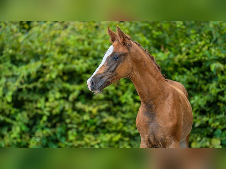 Poney de selle allemand Jument Poulain (05/2024) 148 cm Alezan brûlé in Trois-Ponts