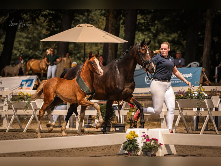 Poney de selle allemand Jument Poulain (05/2024) 148 cm Alezan brûlé in Trois-Ponts