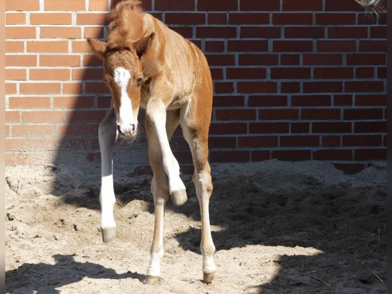 Poney de selle allemand Jument  148 cm Alezan in Burgwedel