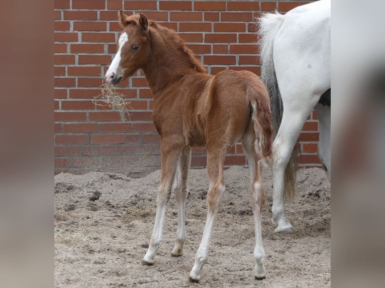 Poney de selle allemand Jument  148 cm Alezan in Burgwedel