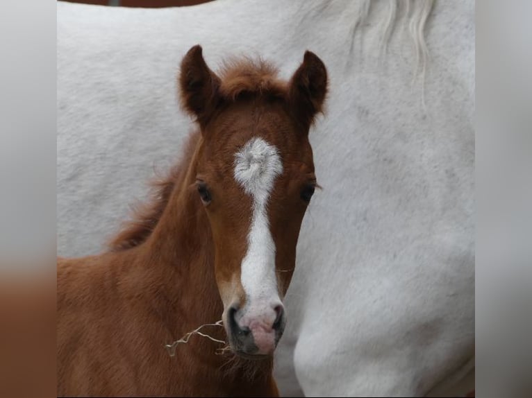 Poney de selle allemand Jument  148 cm Alezan in Burgwedel