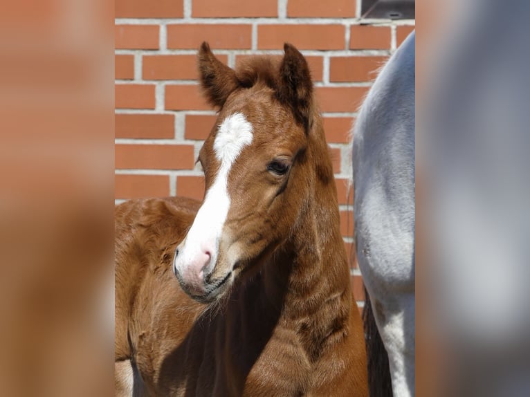 Poney de selle allemand Jument  148 cm Alezan in Burgwedel