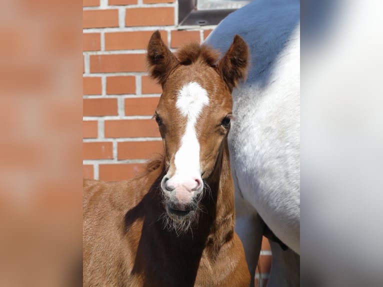 Poney de selle allemand Jument  148 cm Alezan in Burgwedel