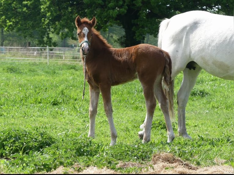 Poney de selle allemand Jument  148 cm Alezan in Burgwedel
