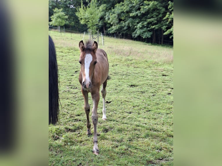 Poney de selle allemand Jument Poulain (05/2025) 148 cm Alezan dun in Hagen