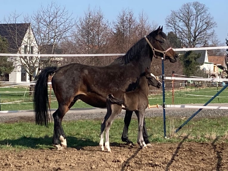 Poney de selle allemand Jument Poulain (03/2024) 148 cm Bai brun in Dresden