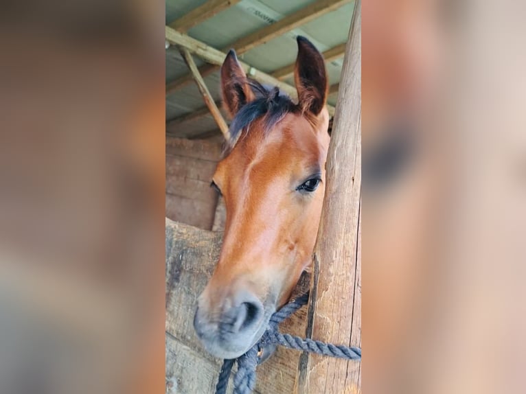 Poney de selle allemand Jument Poulain (04/2025) 148 cm Bai in Schwerte