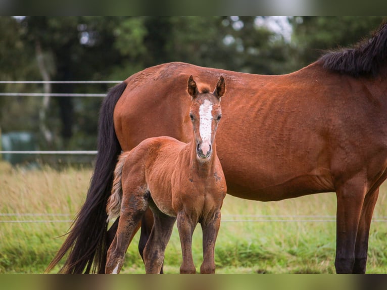 Poney de selle allemand Jument Poulain (01/2025) 148 cm Bai in Bremerv&#xF6;rde