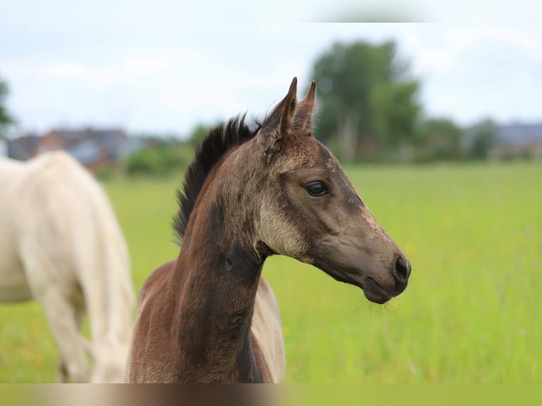 Poney de selle allemand Jument Poulain (04/2026) 148 cm Buckskin in Wanderup