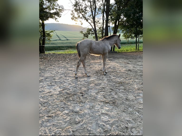 Poney de selle allemand Jument Poulain (05/2025) 148 cm Buckskin in Bad Zwesten