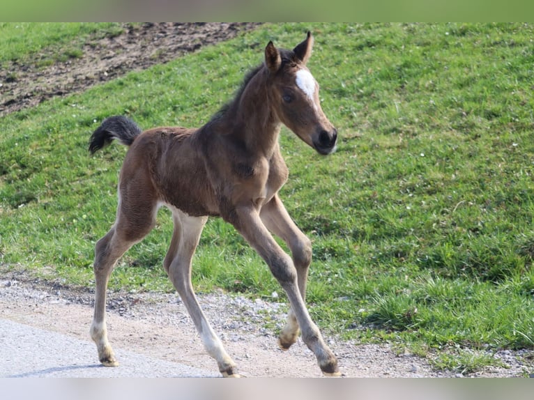 Poney de selle allemand Jument Poulain (04/2025) 148 cm Buckskin in St.Georgen an der Leys