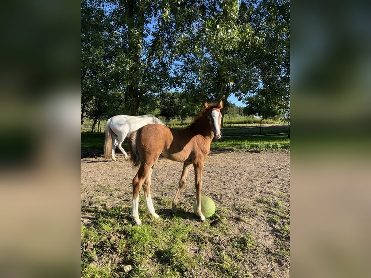 Poney de selle allemand Jument Poulain (05/2024) 148 cm Gris (bai-dun) in Vissenbjerg