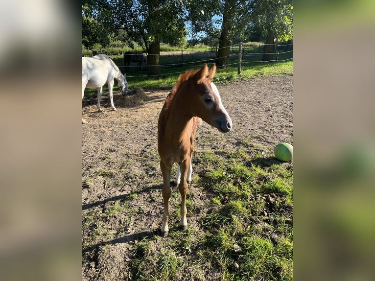 Poney de selle allemand Jument Poulain (05/2024) 148 cm Gris (bai-dun) in Vissenbjerg