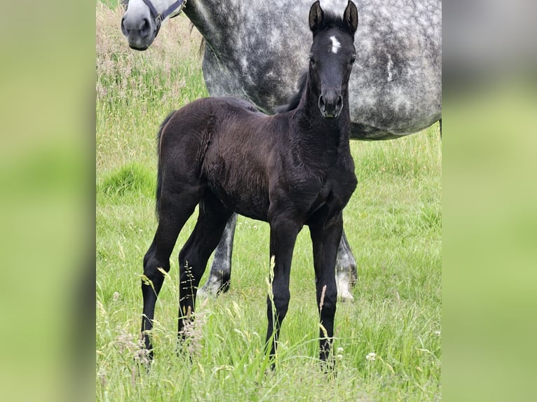 Poney de selle allemand Jument Poulain (04/2024) 148 cm Gris noir in Walchum