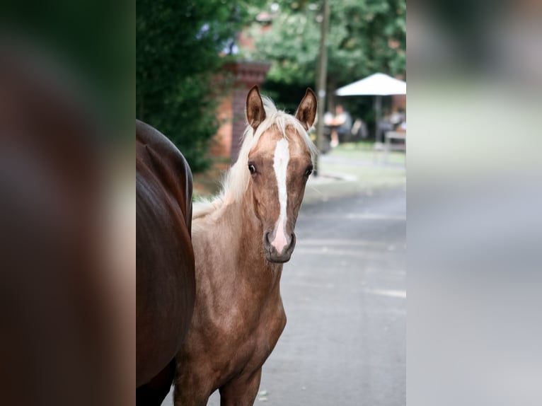 Poney de selle allemand Jument Poulain (04/2026) 148 cm Palomino in Ostbevern