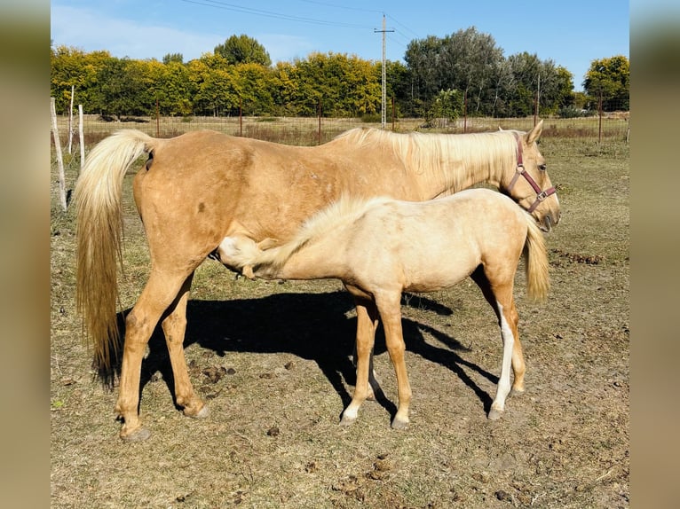 Poney de selle allemand Jument Poulain (05/2026) 148 cm Palomino in Weiterstadt