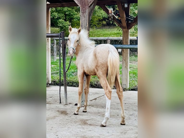 Poney de selle allemand Jument Poulain (05/2026) 148 cm Palomino in Weiterstadt