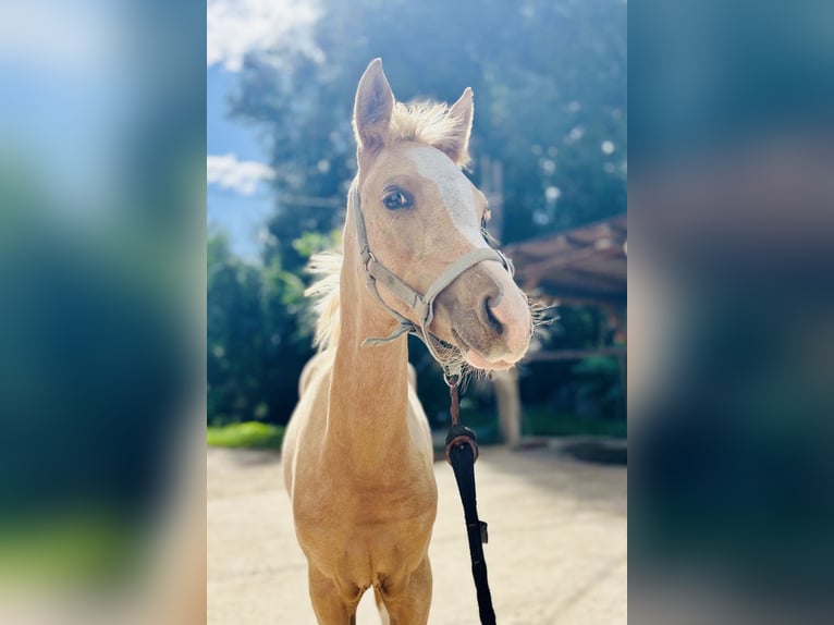 Poney de selle allemand Jument Poulain (05/2026) 148 cm Palomino in Weiterstadt