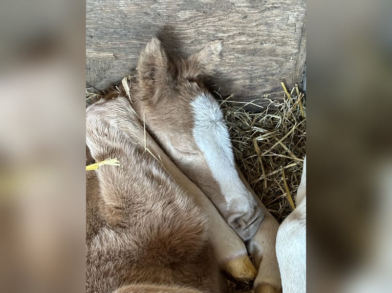 Poney de selle allemand Jument Poulain (03/2025) 148 cm Palomino in Langwedel