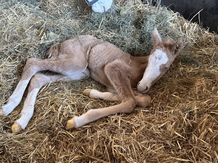 Poney de selle allemand Jument Poulain (03/2025) 148 cm Palomino in Langwedel