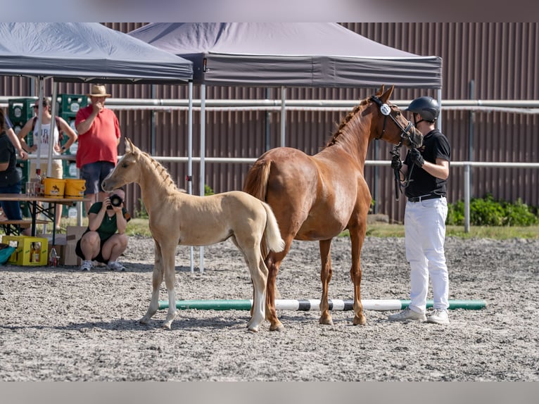 Poney de selle allemand Jument Poulain (05/2026) 148 cm Palomino in Eberdingen