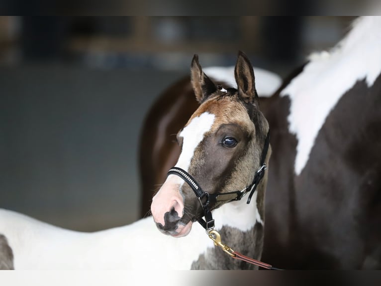 Poney de selle allemand Jument Poulain (06/2025) 148 cm Pinto in Wanderup