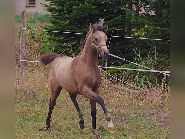 Poney de selle allemand Jument Poulain (06/2026) 150 cm Buckskin in Temnitzquell