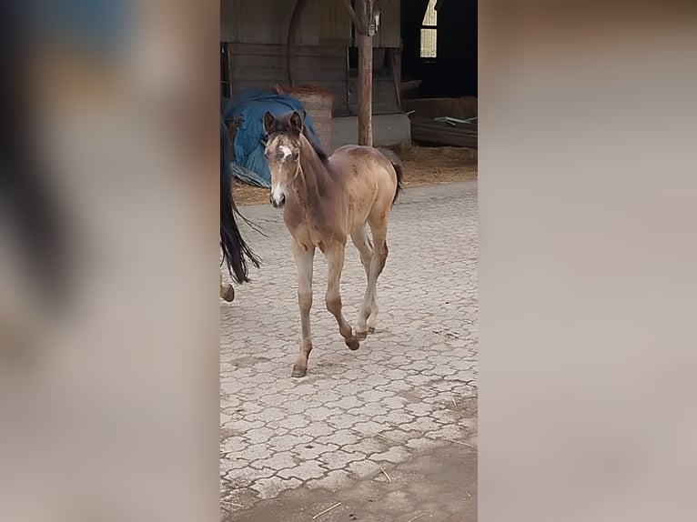 Poney de selle allemand Jument  155 cm Buckskin in Plankstadt