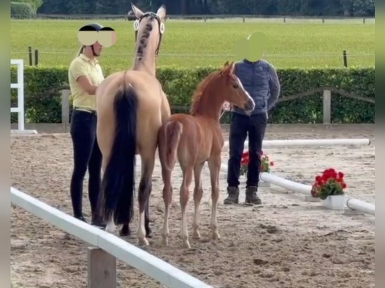 Poney de selle allemand Jument Poulain (05/2026) Alezan brûlé in Bippen