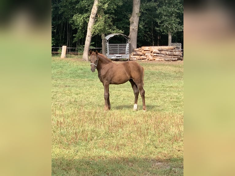Poney de selle allemand Jument Poulain (05/2025) Alezan in D&#xF6;rpen