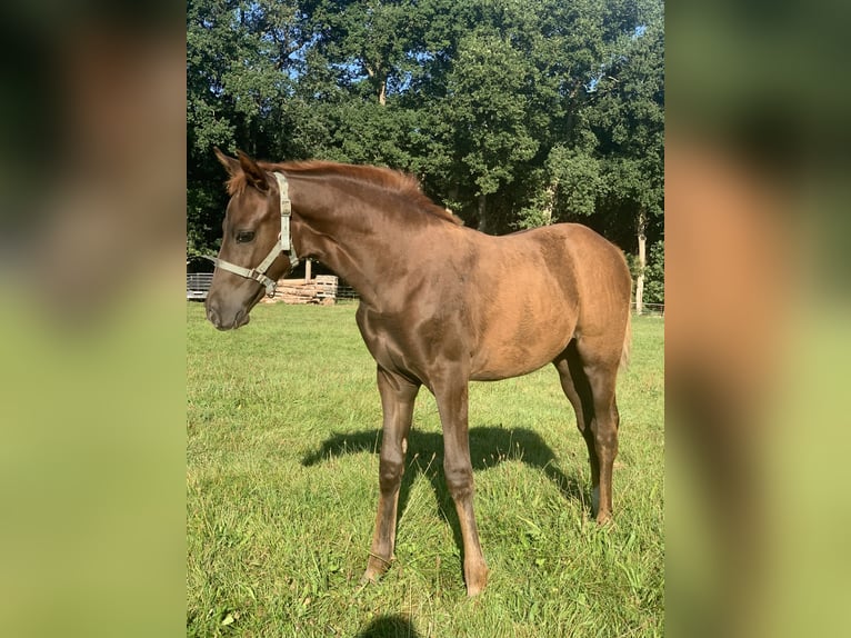 Poney de selle allemand Jument Poulain (05/2025) Alezan in D&#xF6;rpen