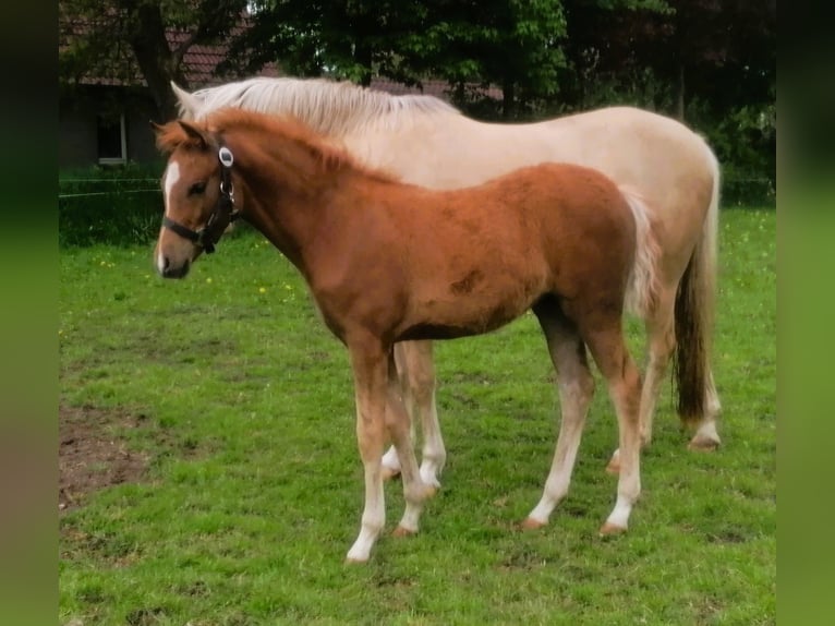 Poney de selle allemand Jument Poulain (01/2026) Alezan in Viöl