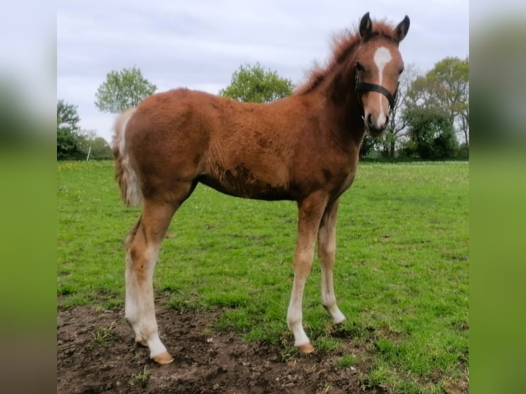Poney de selle allemand Jument Poulain (01/2026) Alezan in Viöl