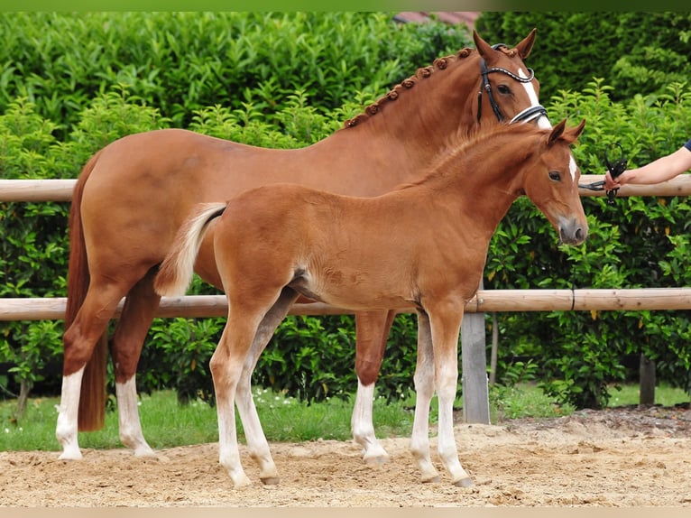 Poney de selle allemand Jument Poulain (03/2026) Alezan in Drebber
