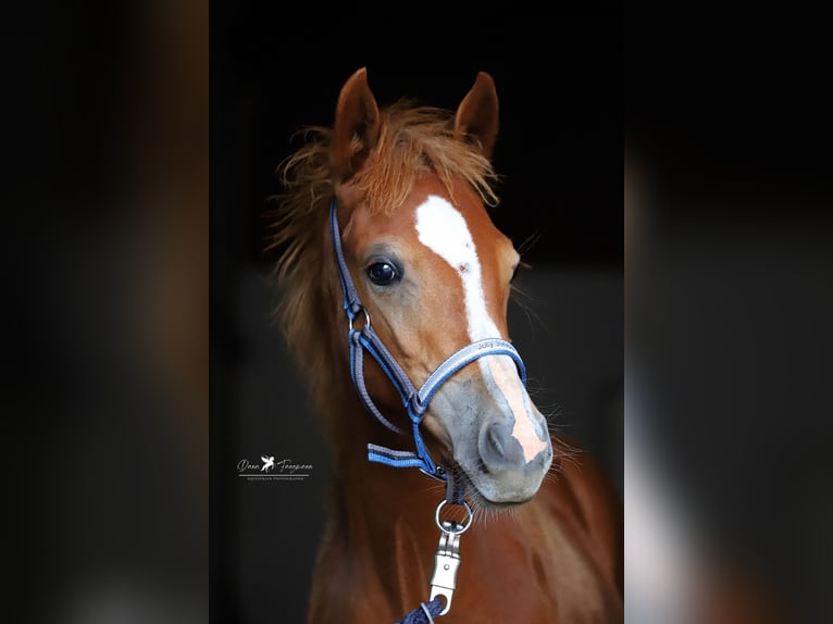 Poney de selle allemand Jument Poulain (02/2024) Alezan in Neuenkirchen-Vörden