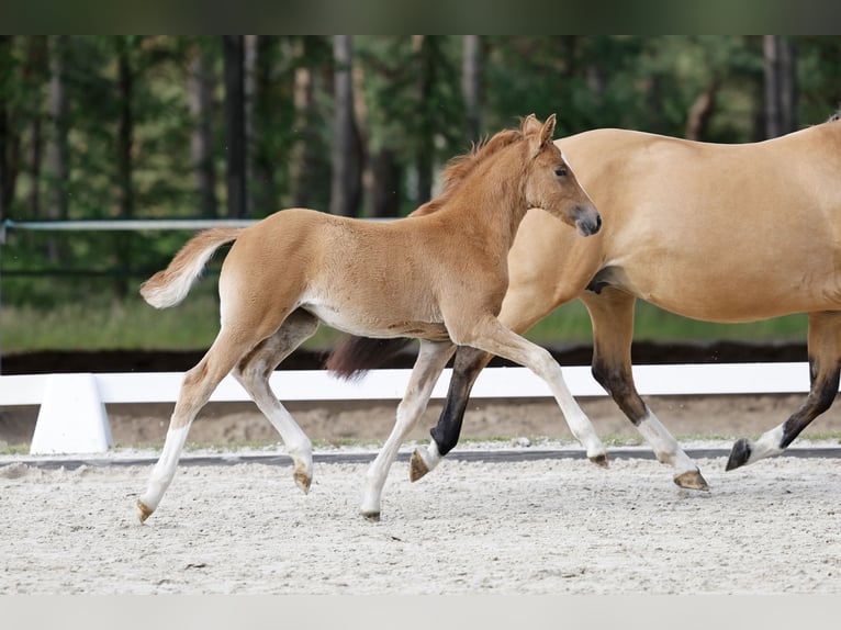 Poney de selle allemand Jument Poulain (04/2026) Alezan in Insel Poel